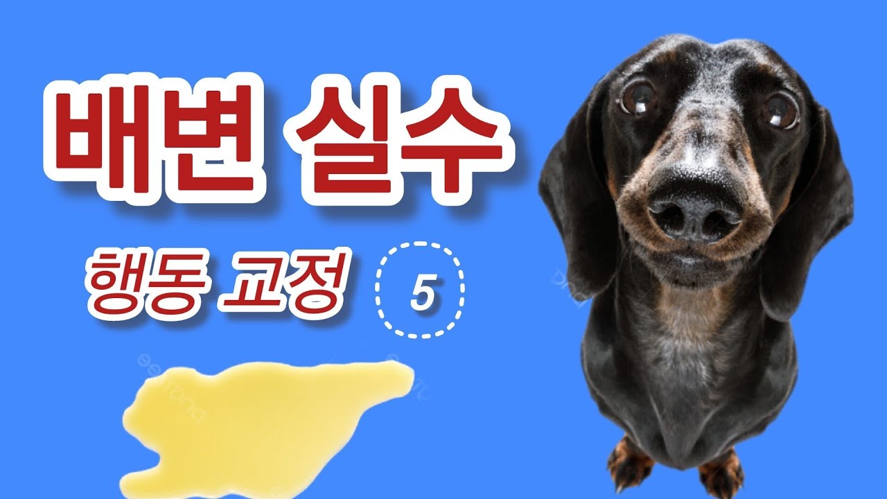깨끗한 집, 행복한 강아지 🐶 배변 훈련 가이드