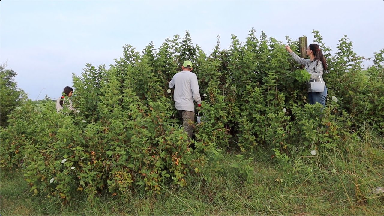 A WHOPPER of a Blackberry Harvest!! And what we are doing with them all!!!