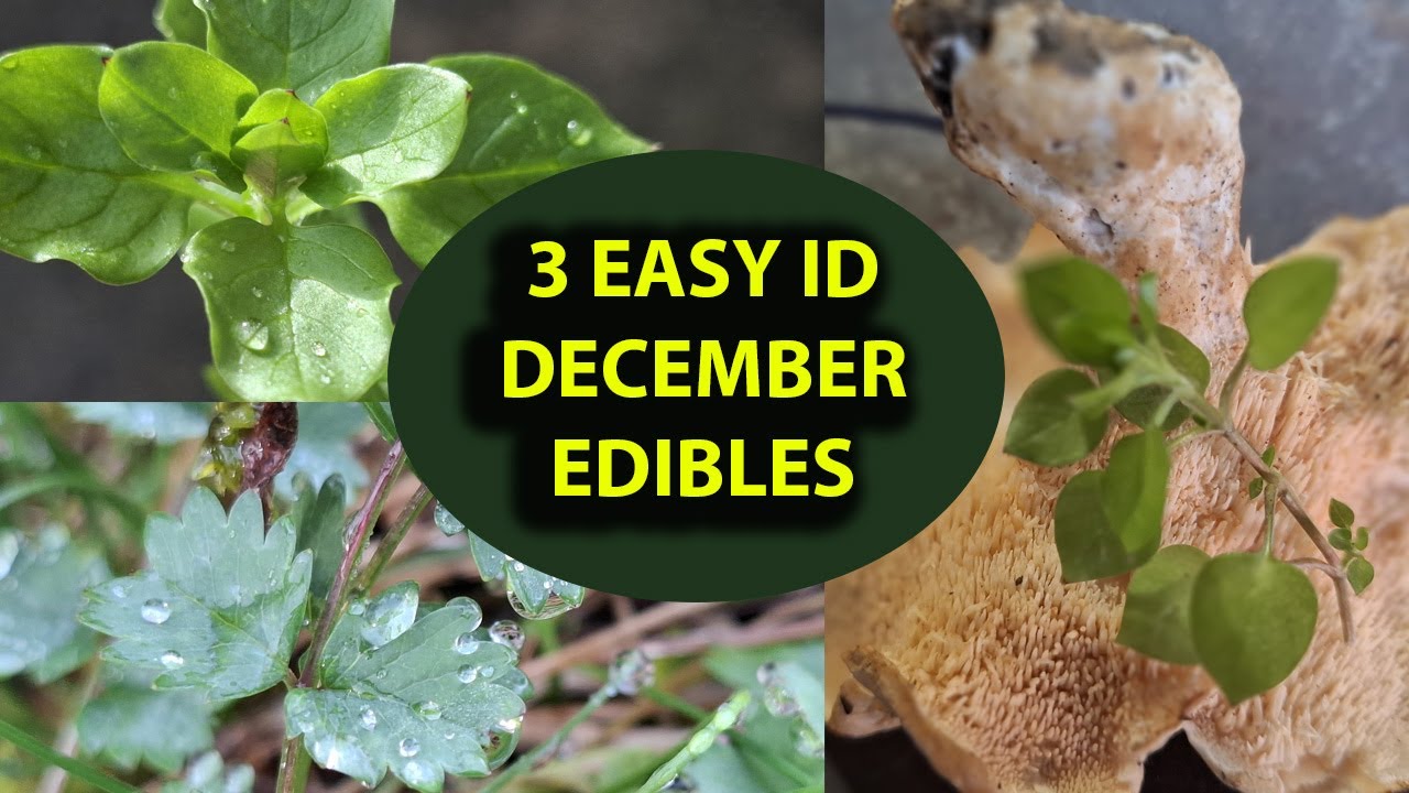 Beginner Foraging in December | Early Winter
