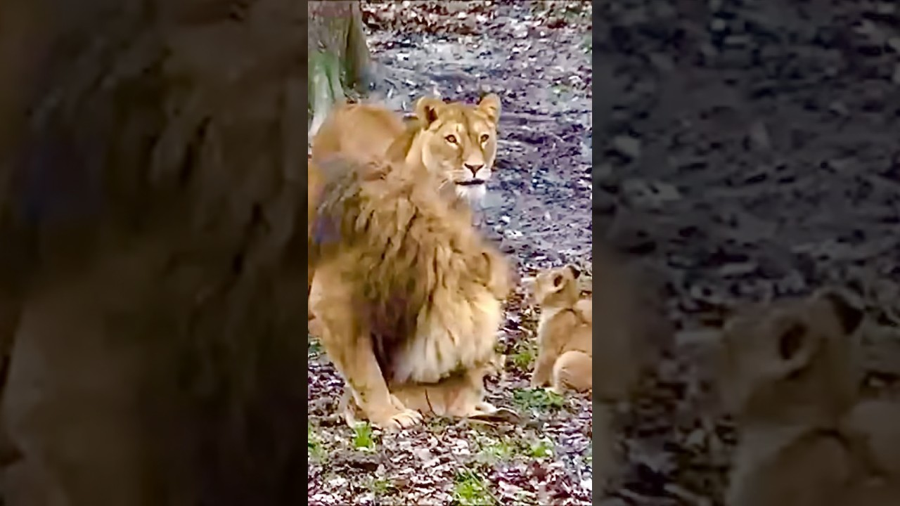 Father lion playing with his cubs #Lion #Shorts #animals