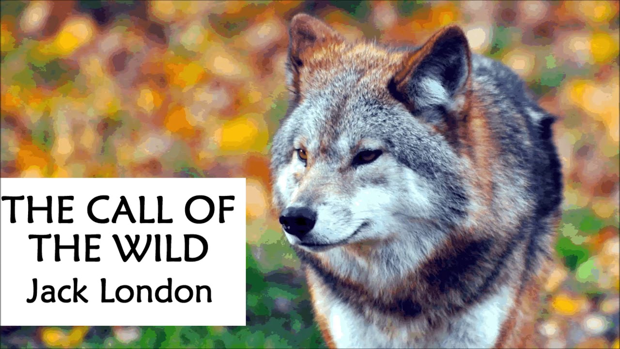 THE CALL OF THE WILD by Jack London - FULL Audiobook (Chapter 3)