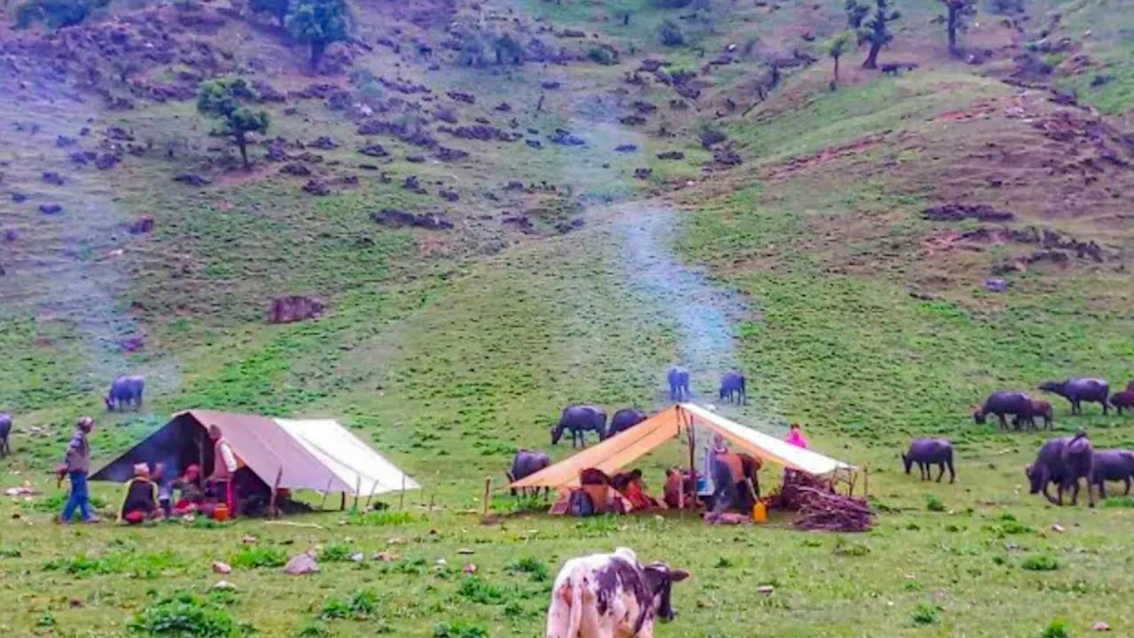 Himalayan Village Life | Rainy Day |Organic Shepheard Food Cooking | Nepali Village Life |