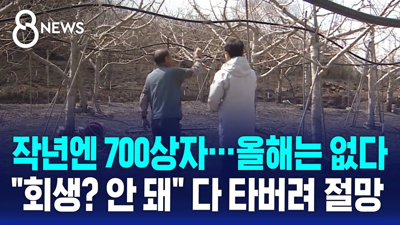 마늘·송이·사과 모두 초토화…싹 다 타버려 '절망' / SBS 8뉴스