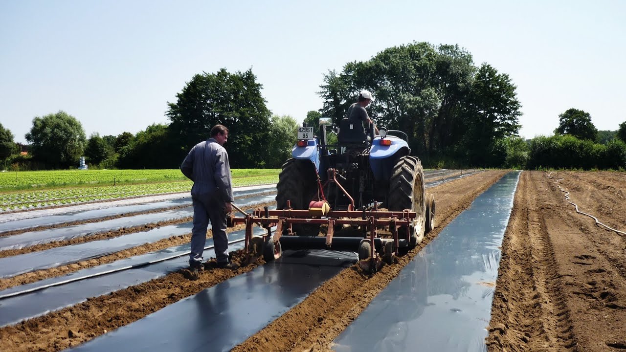 Mulch films made of certified soil-biodegradable ecovio&reg; &ndash; for sustainable agriculture