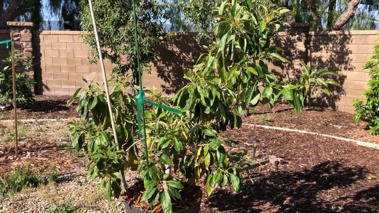 Gem and Reed avocado tree in a container update... They are Monsters