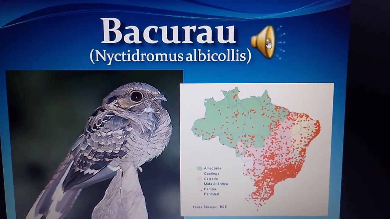 BACURAUS: Os Mestres Noturnos do Brasil que Você Precisa Conhecer!
