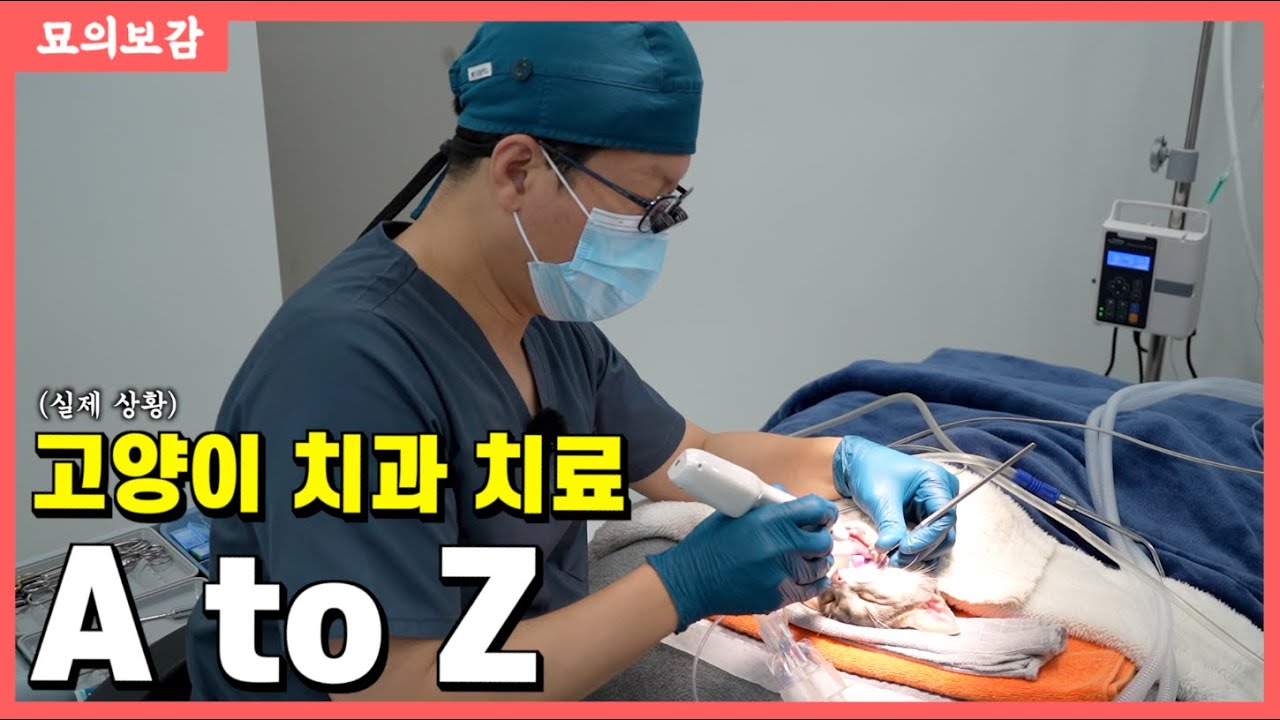 고양이 치과 치료과정 전부 공개  | 댓글로 주위 또는 본인 사연공모 치과치료 이벤트 신청하기 !!