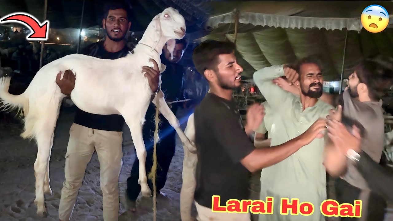 Bakra Mandi Mian Phadda Ho Gya🤬 White Bakra Le Liya