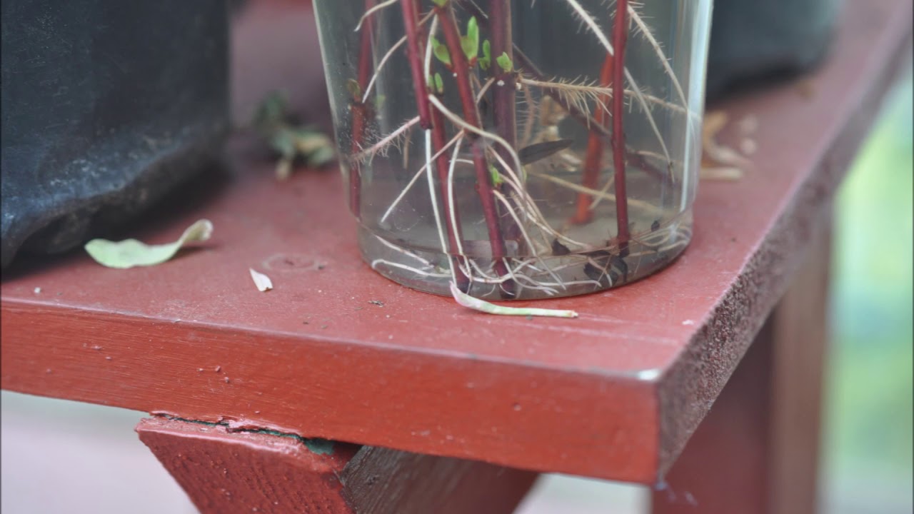 Trees we start by rooting in water     see our method