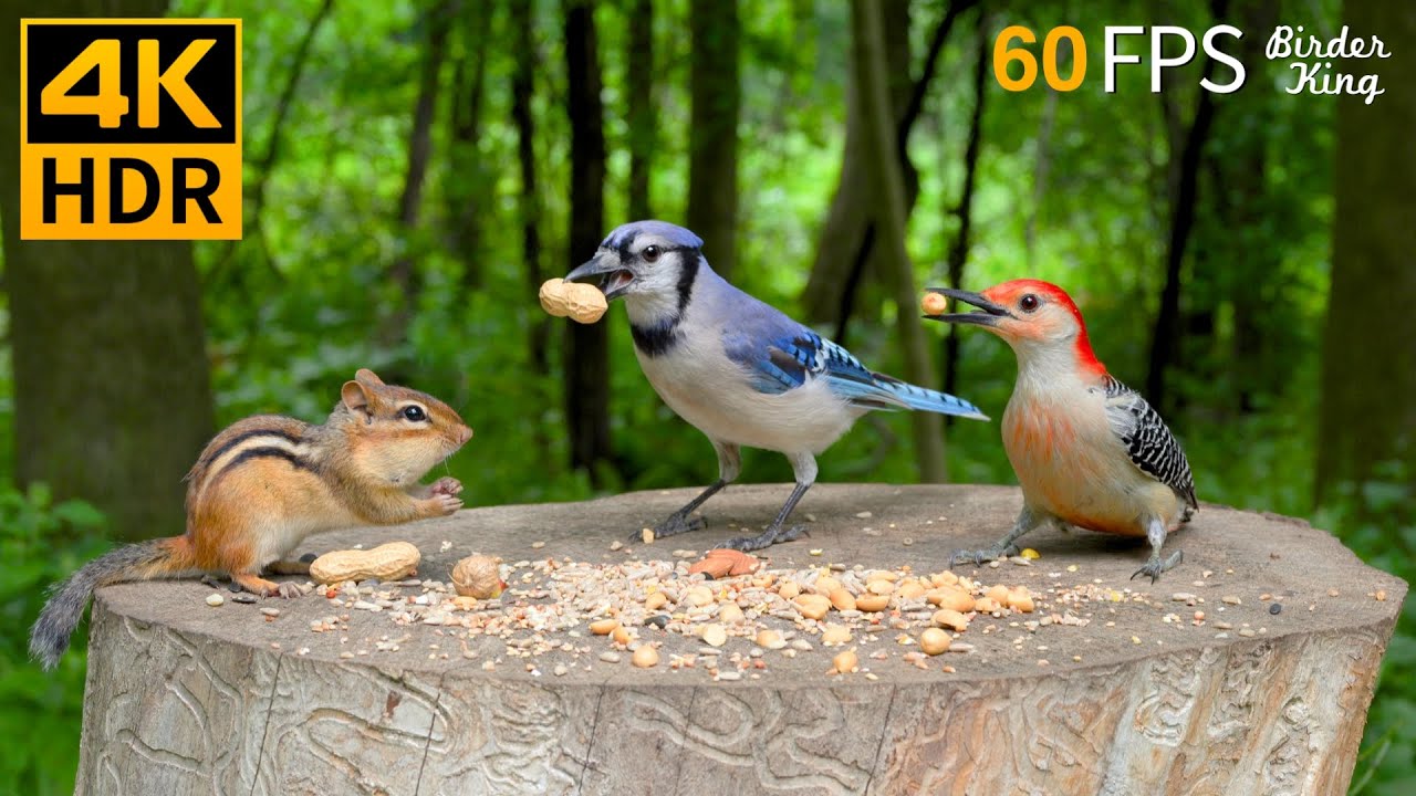КОШКА ТВ 😺 Милые птицы и белки 🐿 Игры для кошек 4K HDR 60FPS