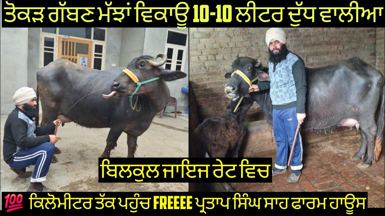 #ਤੋਕੜ ਗੱਬਣ ਮੱਝ#ਸੱਜਰ ਸੂਈਆ ਮੱਝਾਂ ਵਿਕਾਊ  8 animals forsale#best #qulity #bufflo #sale#viralvideo#shere 