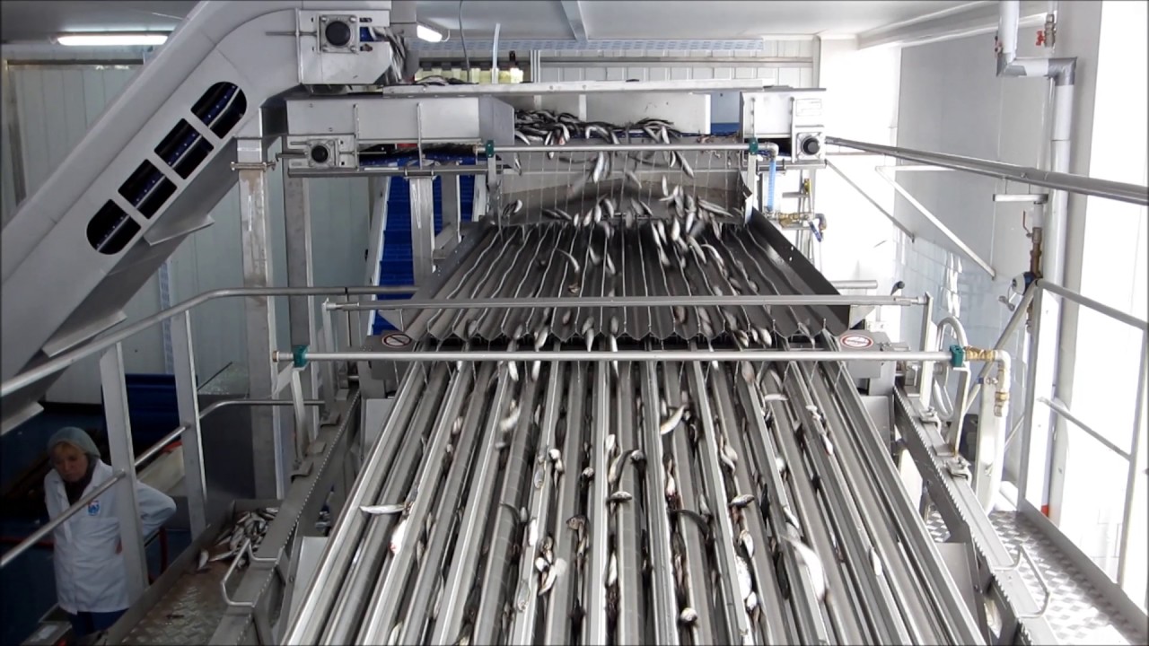 53 Grading system for baltic herring