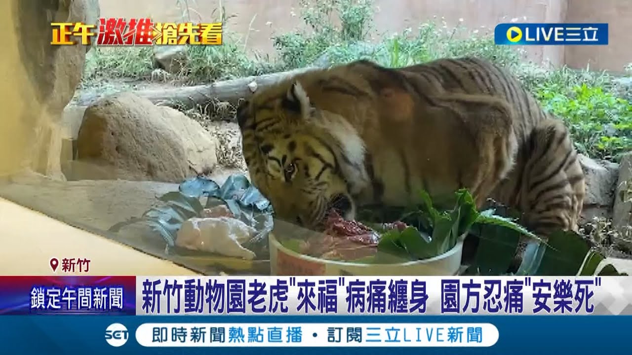 不痛了一路好走...新竹動物園老虎