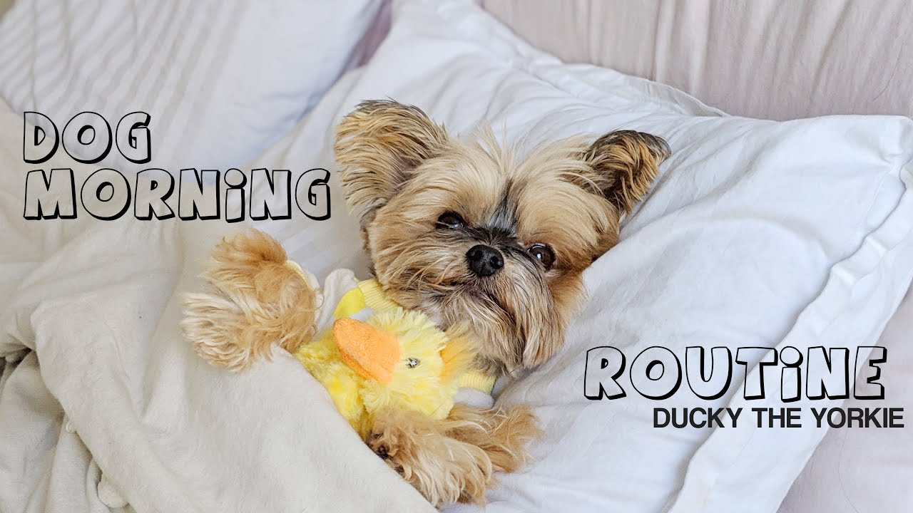 REALISTIC DOG MORNING ROUTINE, WALK & FOOD, ETC