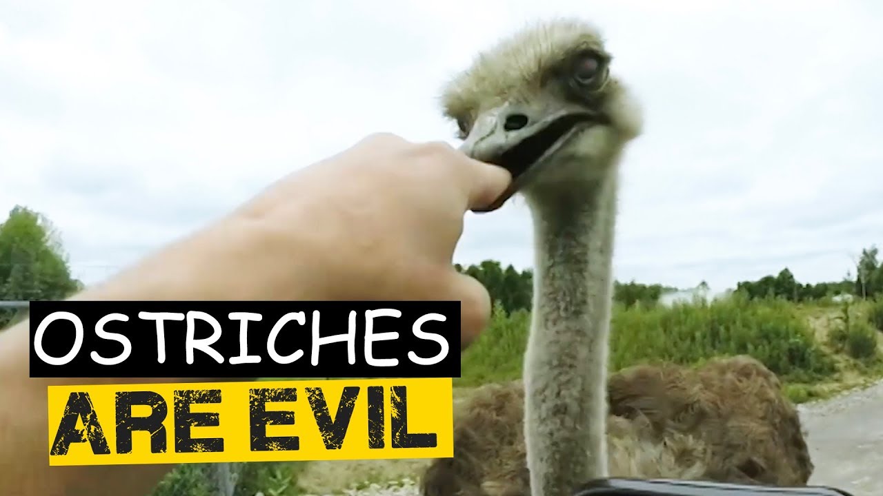 Ostriches Are Evil - Ostriches Attacking Humans Compilation 😱😱😱