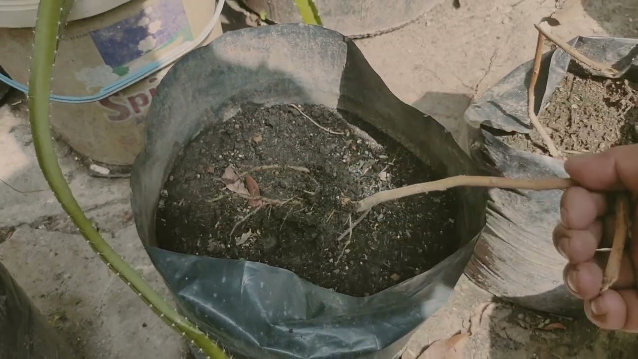 How to Revive a Dying Eggplant