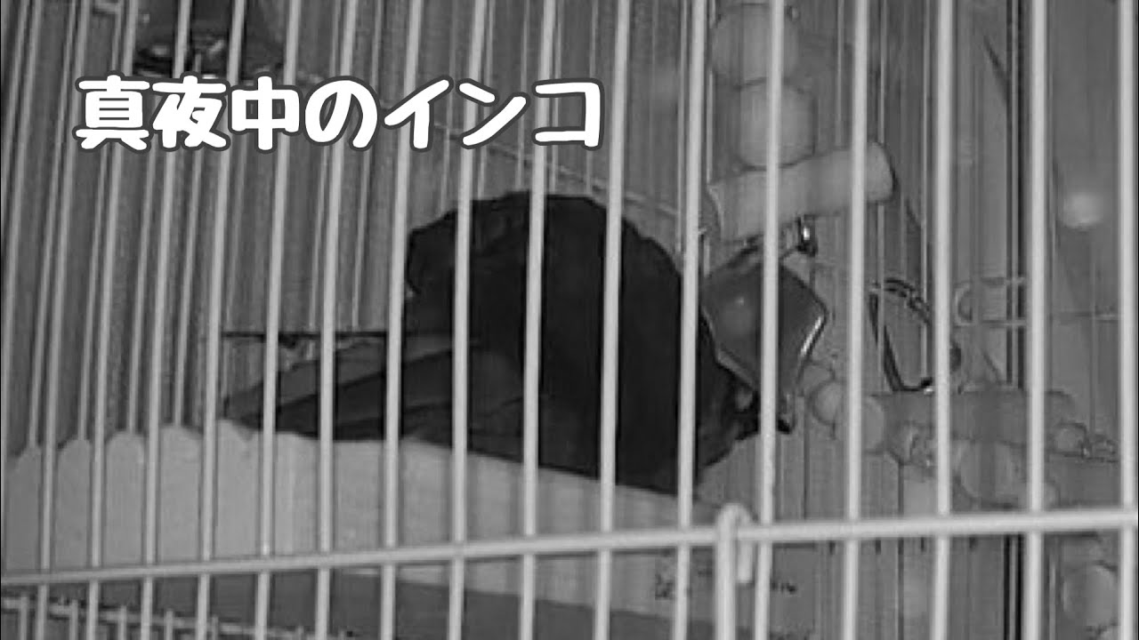 真夜中のインコたち【ボタンインコのぶーちゃんとウロコインコのみみちゃん】