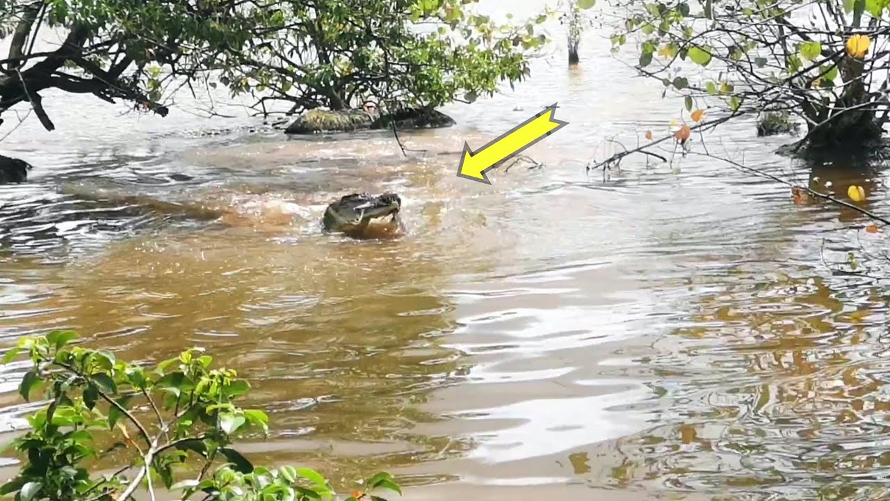 Buaya penghuni rawa memangsa burung. 
