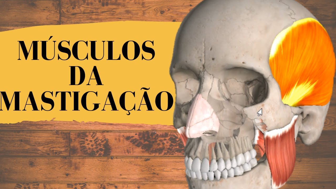 Músculos da Mastigação - Masseter, Temporal, Pterigóideos Lateral e Medial - Aula 7