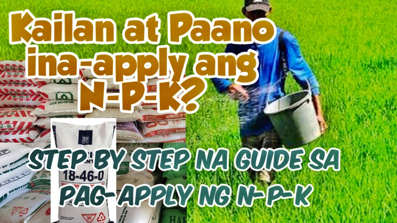 A Step-by-Step Guide for Applying N-P-K in Rice/When and How to Apply N-P-K?