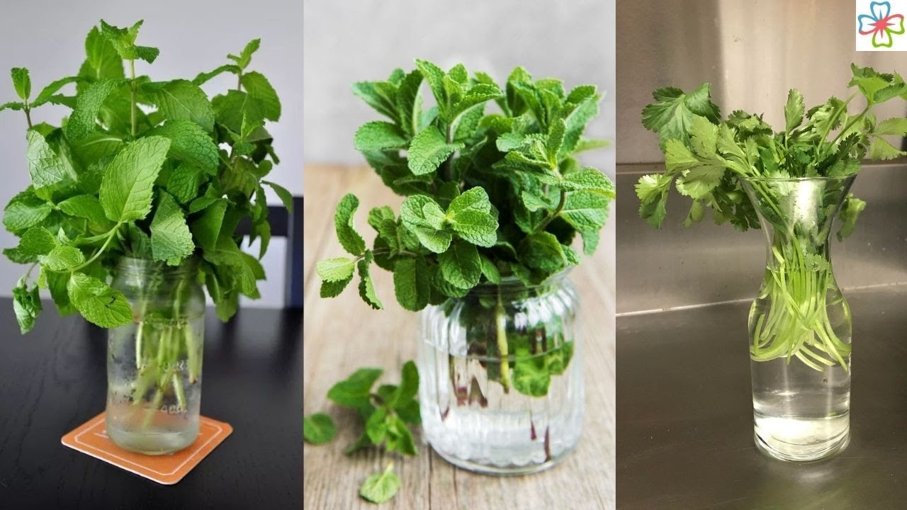 12 Herbs You Can Grow in Big Wine Glasses and Mason Jars