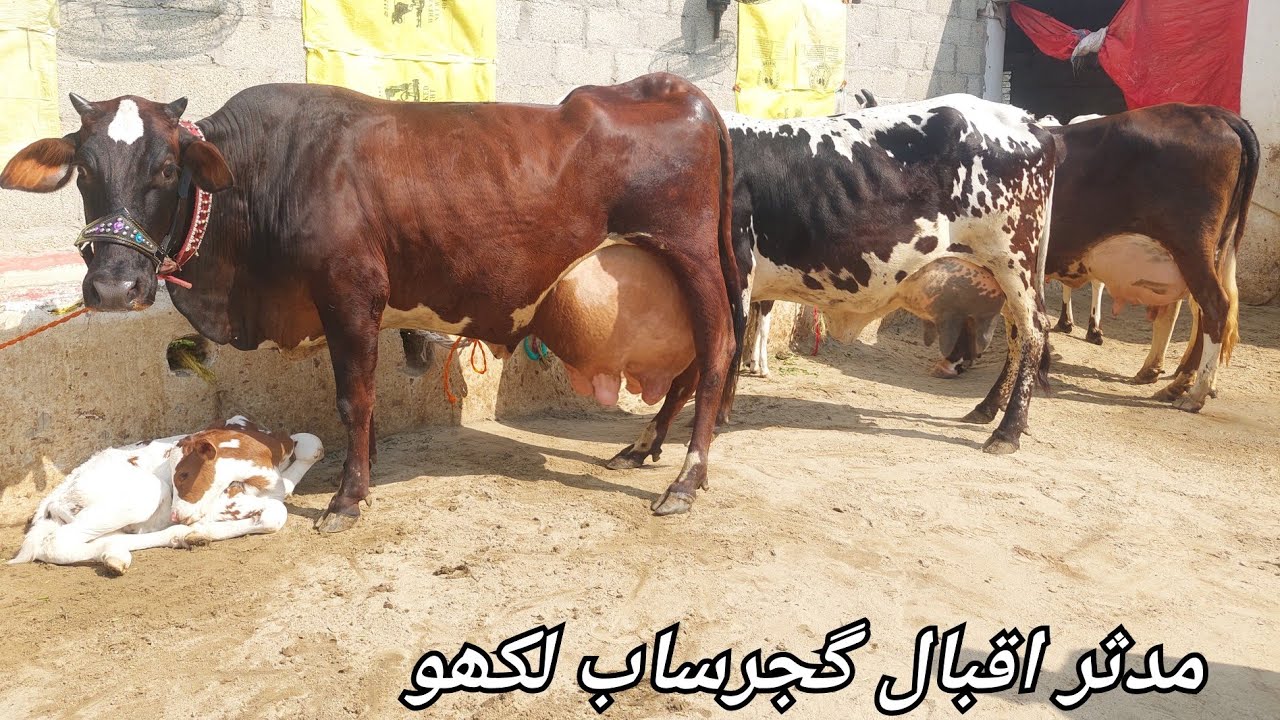 مدثر اقبال گجرساب لکھو 5 گائیں برائے فروخت 26فروری 2026 karnana channel