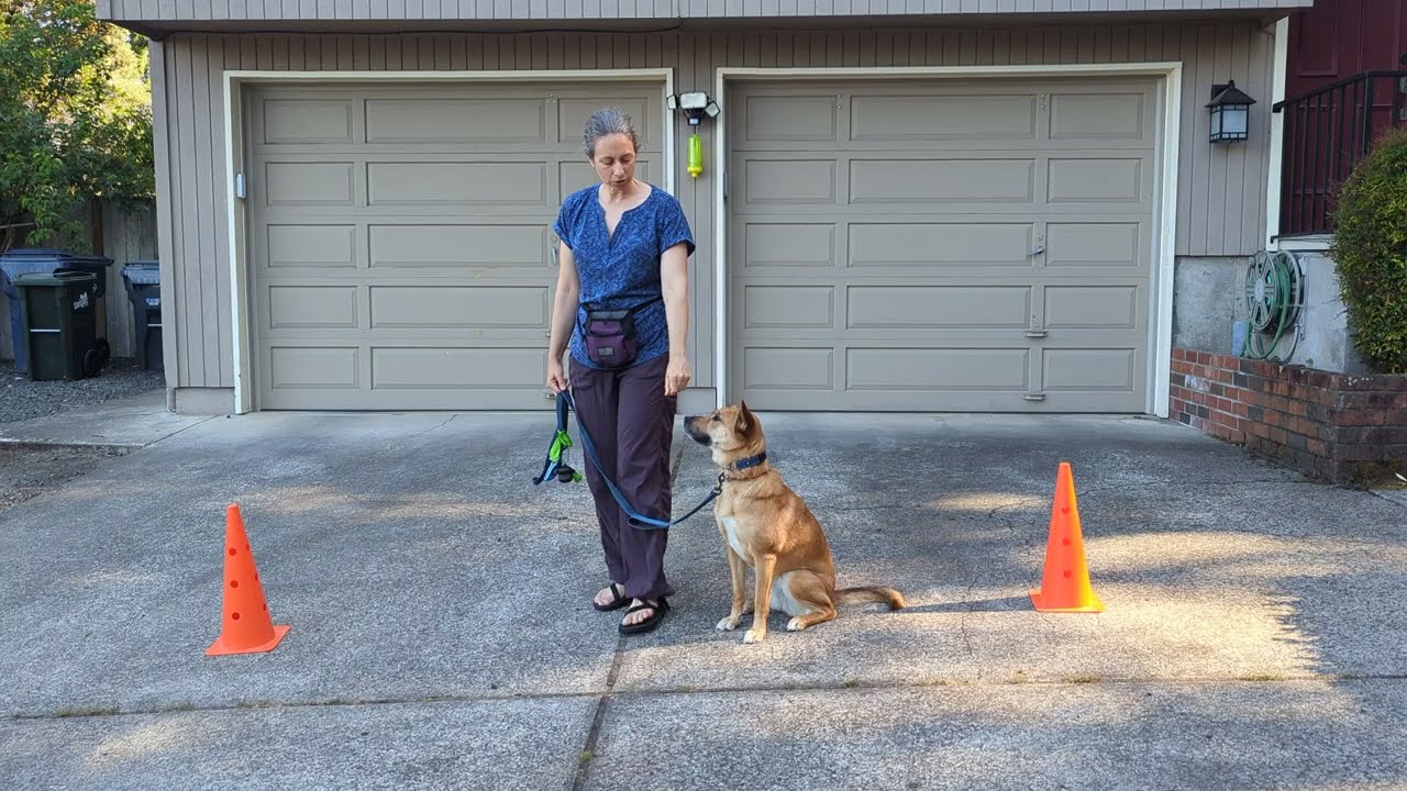 Loose Leash Walking Figure 8 Pattern Game | Feet & Paws