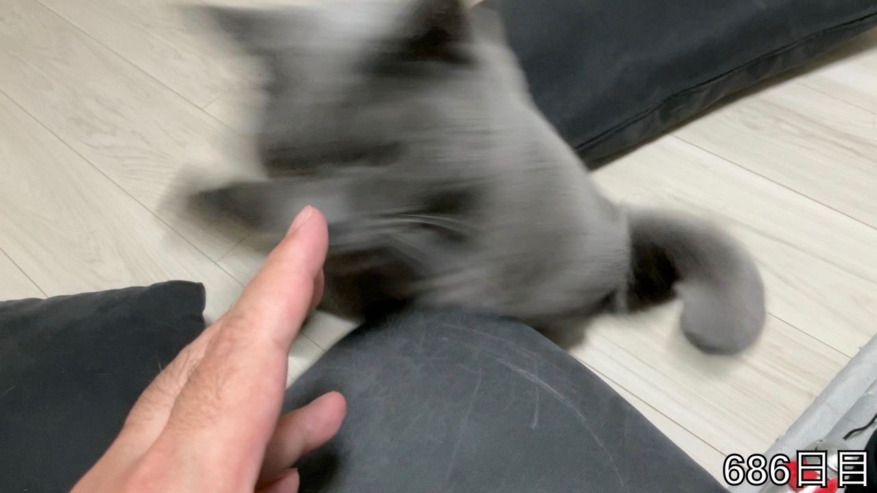 【スコ猫トト君】盗撮したらトト君に仕返しされちゃった•••