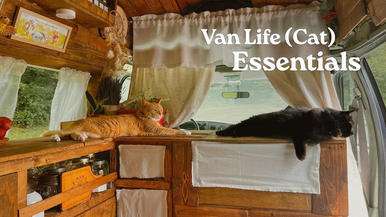 Van Life Essentials (but for cats)