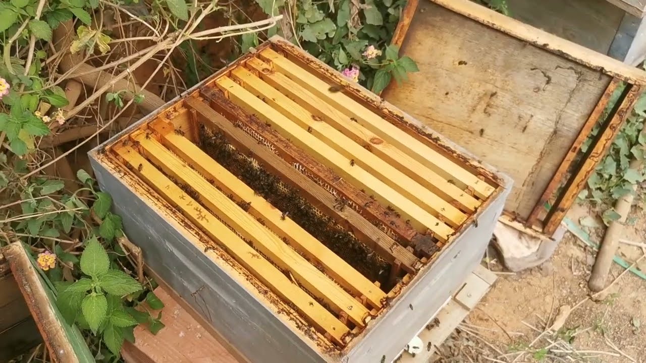 أسرار إضافة العاسلة للخلية بكل سهولة وبدون جهد.. منحل أمين ولدسعيد الجزائر