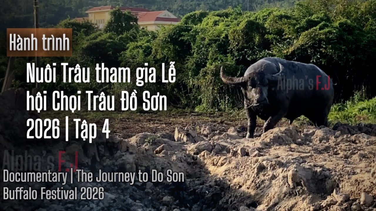 Trâu tham gia Lễ hội Chọi Trâu Đồ Sơn 2026 (P2) | The Journey to Do Son Buffalo Festival 2026
