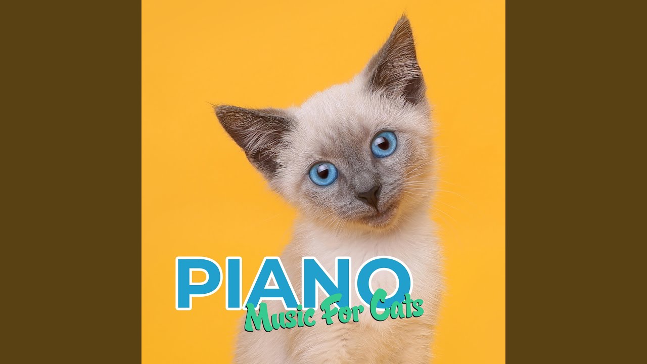 Cat Harmony Piano Session