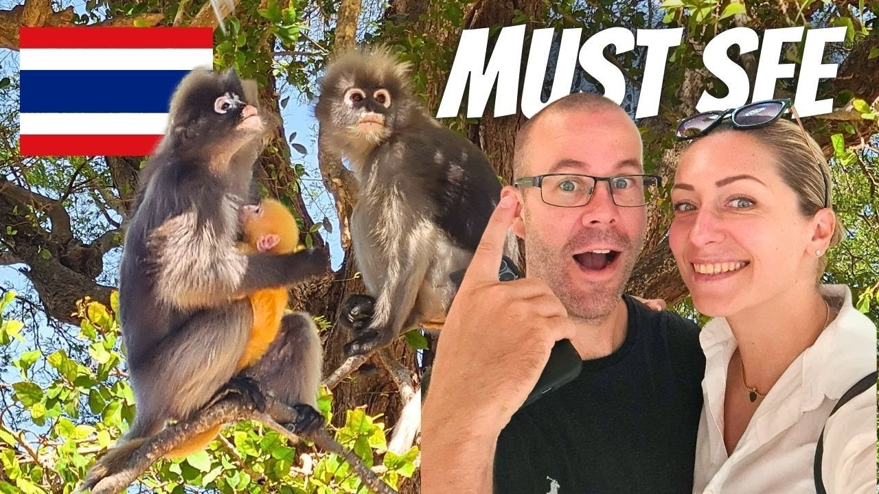 Friendly monkeys in AO MANAO PRACHUAP KHIRI KHAN best beach (Lemon bay) Thailand travel