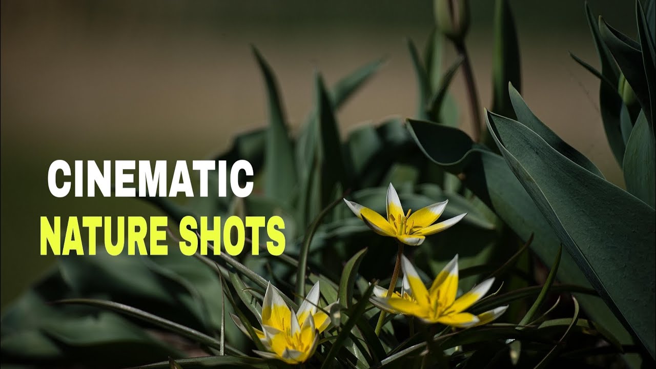 Cinematic Nature shots HD/ OnePlus cinematic shots/cinematic video@PJCinematicIdeas 