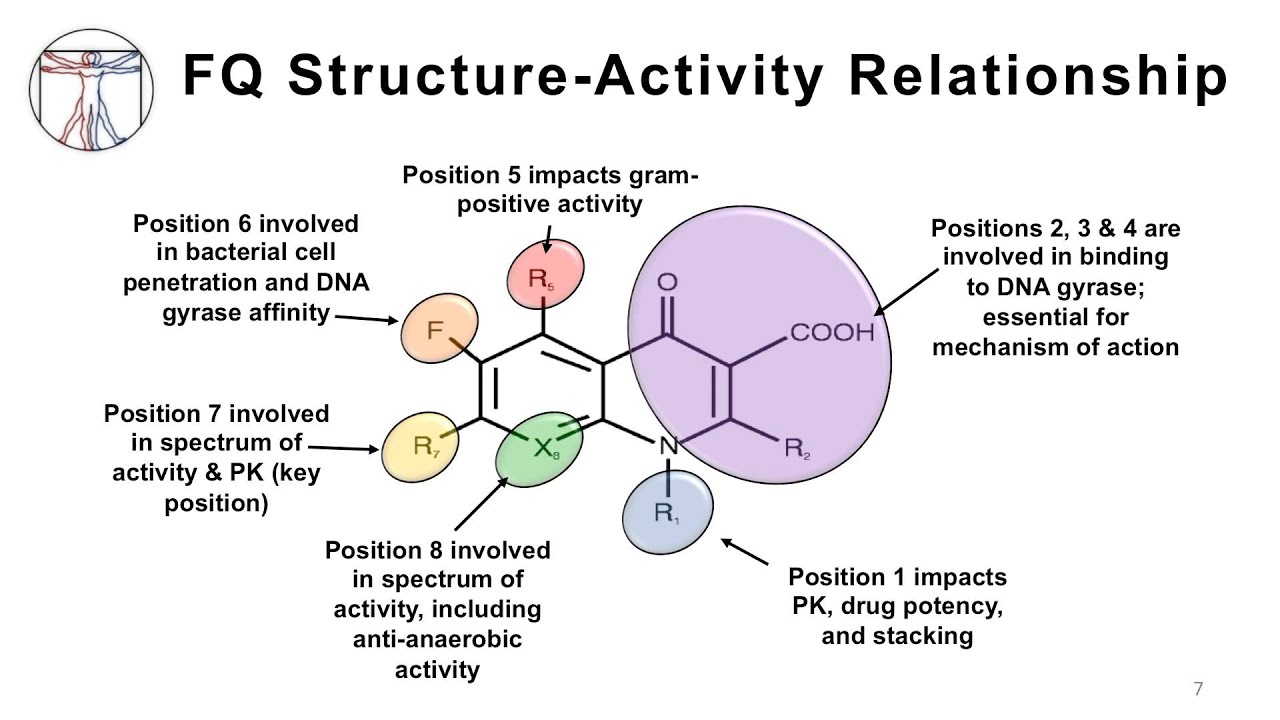 Intro to Bacteria & Antibiotics: Quinolones