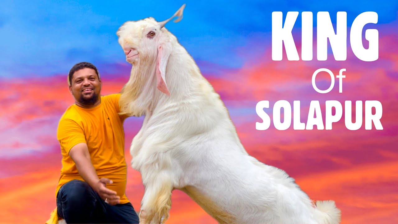 The King of Solapur | Most Beautiful Hansa Bakra At Abdul Kabir Goat Farm