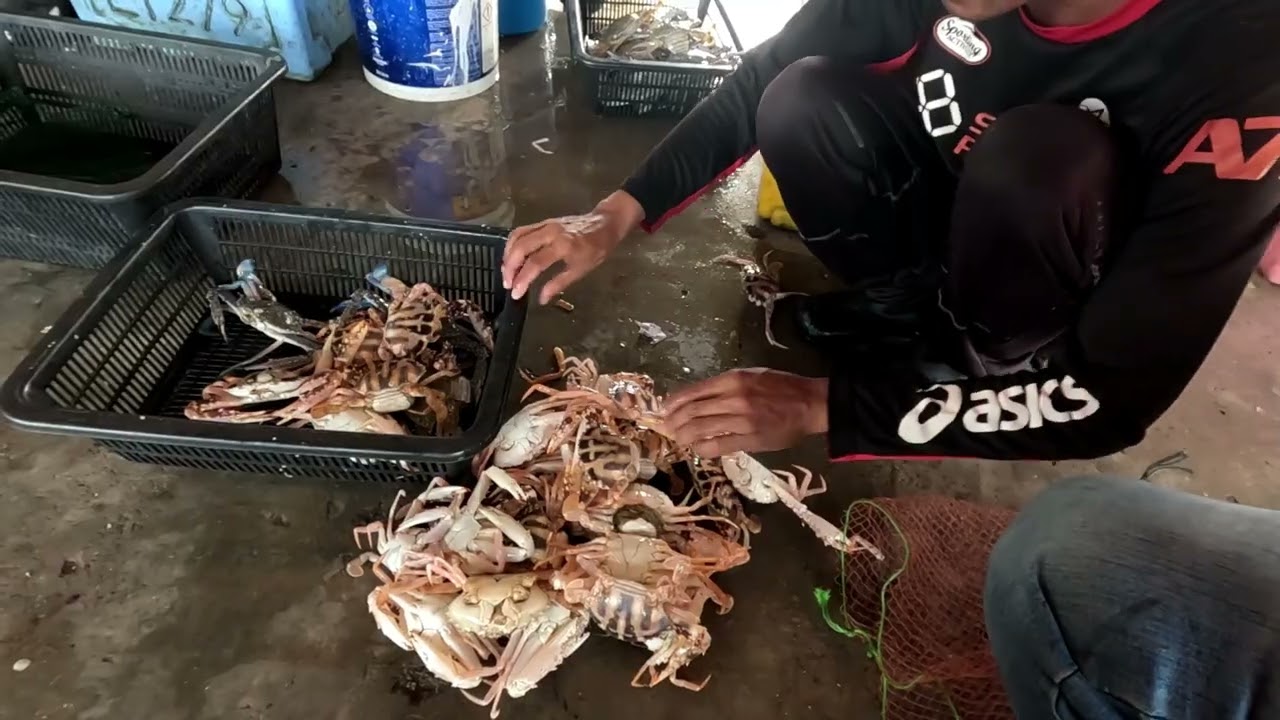 MUSIM TIMUR SUDAH KEMBALI TANDA KETAM DAN UDANG AKAN MULA MENGGANAS.