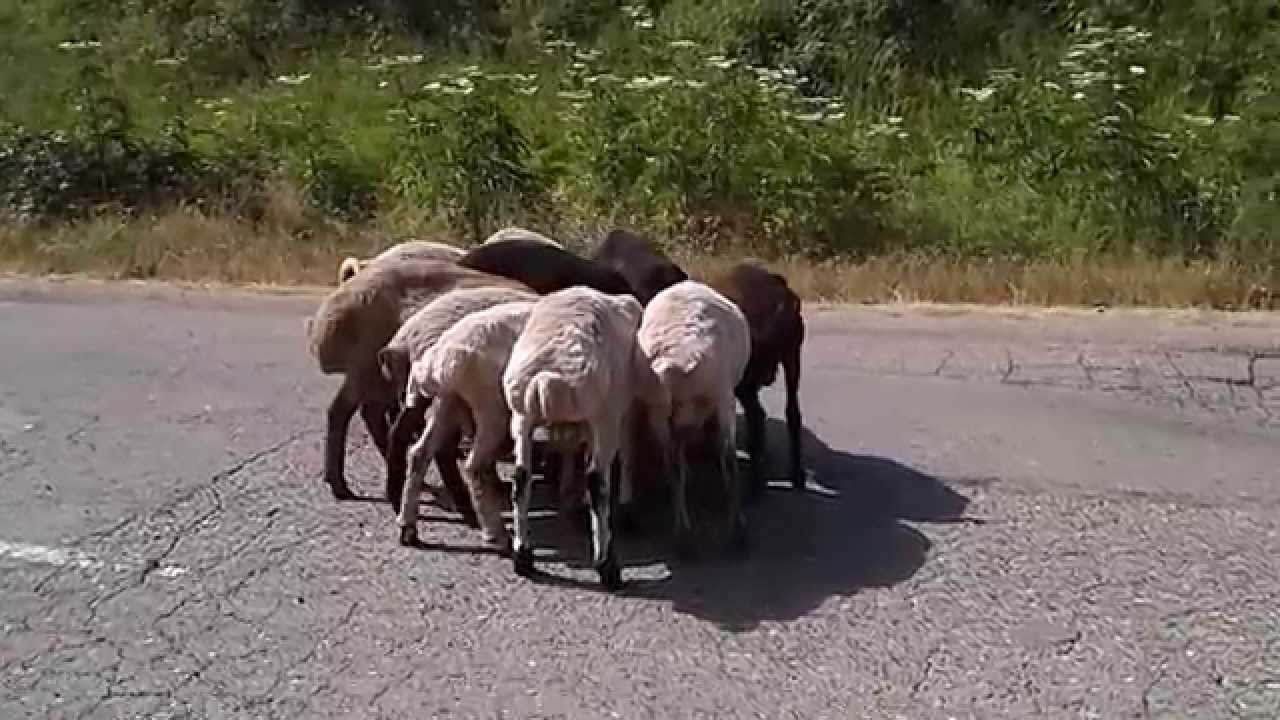 ARMENIA na AUTO-TURYSTYKA.PL VII