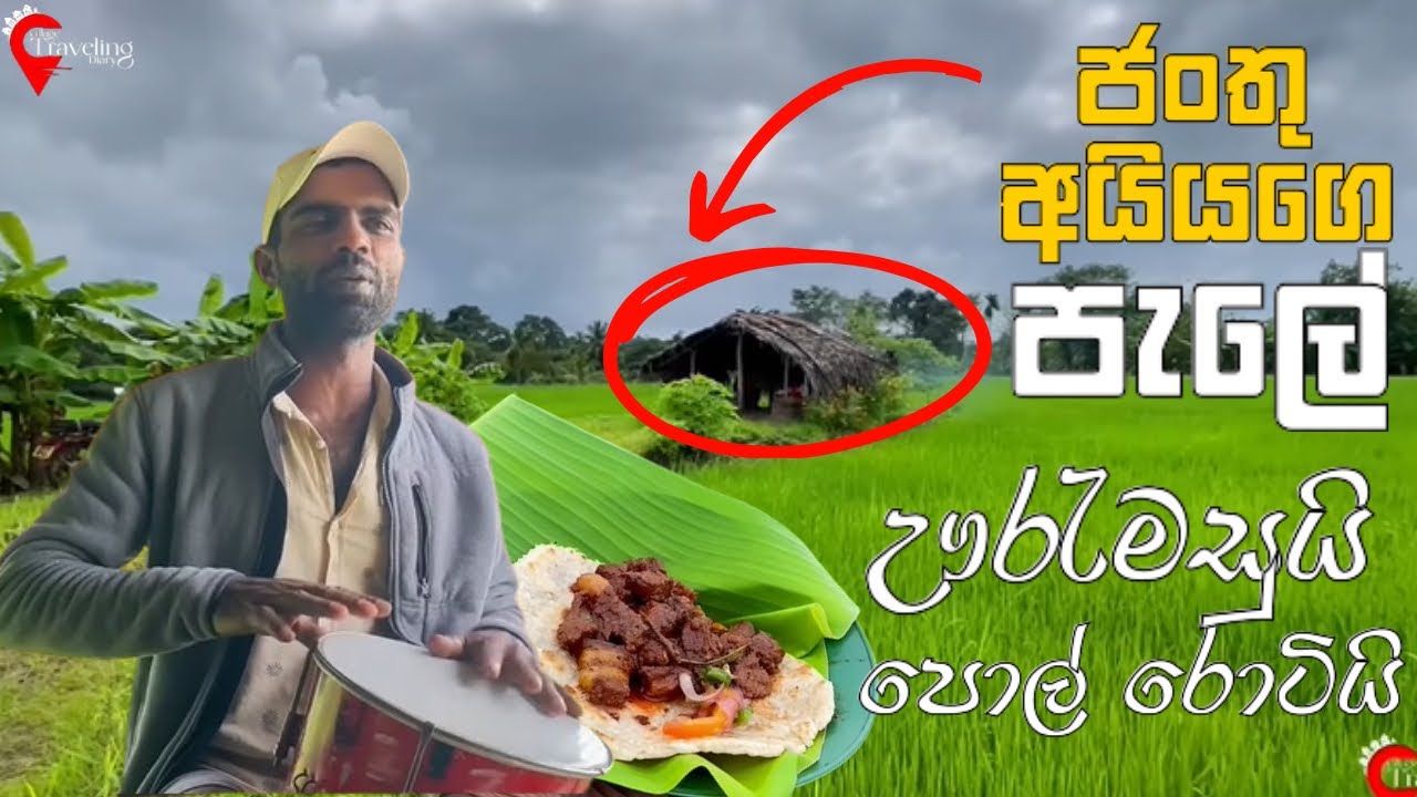 ජංතු අයියගෙ පැලේ ඌරැමසුයි පොල් රොටියි #srilanka #villagecooking