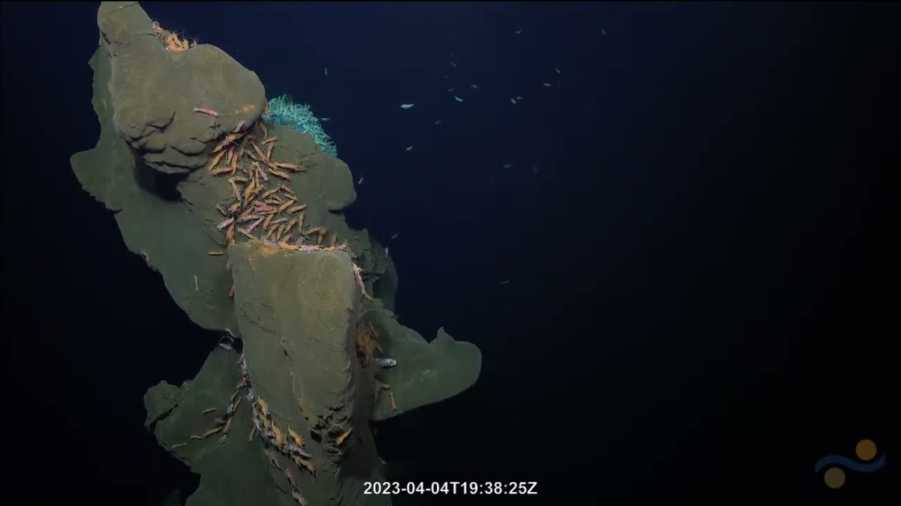 Jarad Easterwood Tower | SOI Divestream 502