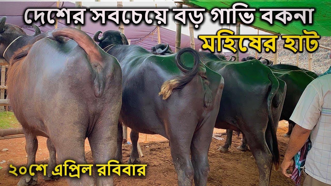 মুররাহ জাতের গাভিন মহিষ দাম কম | ২০ এপ্রিল | সিটি হাট