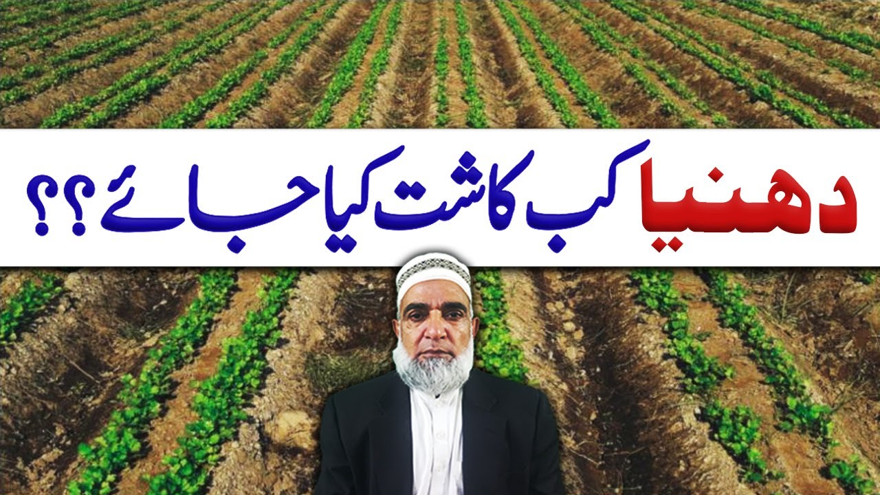 When to cultivate Coriander (Dhania) || Crop Reformer