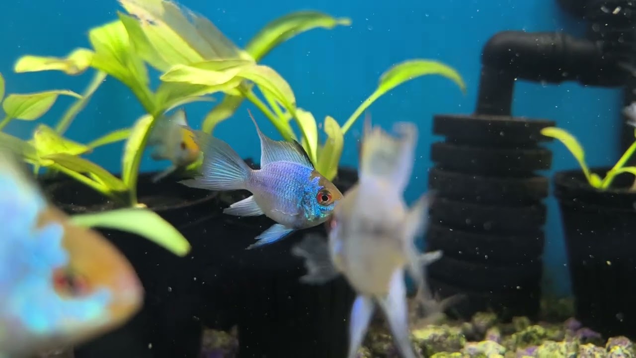 Electric Blue German Ram Fish