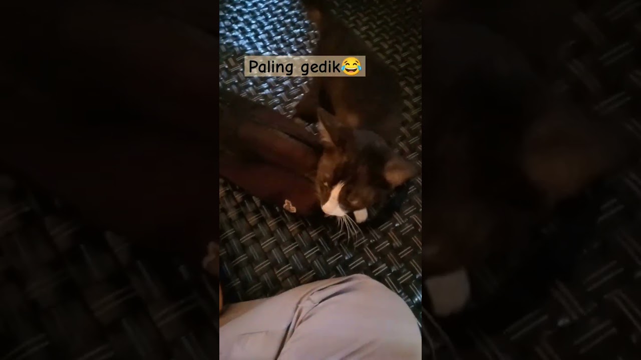 si blckwhite yg manja#kucingkampung #kucingcute #kucinglucu #kucingmanja #gadiskampung
