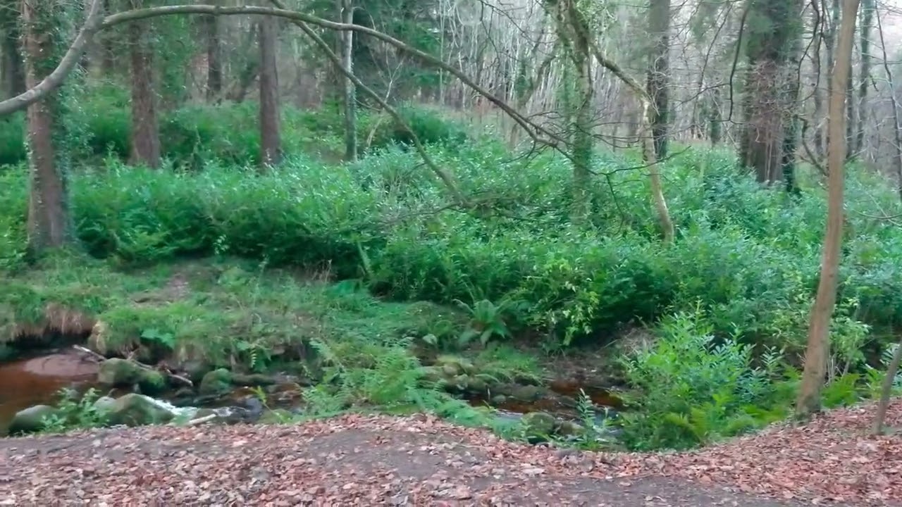Invasive Species in Ireland