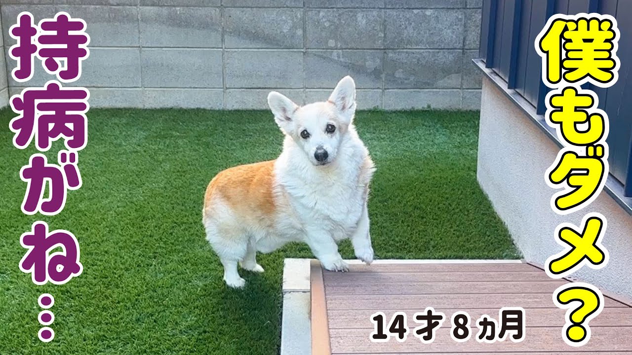 モナに続いてノエルも猶予対象になりました【シニア犬の一日】
