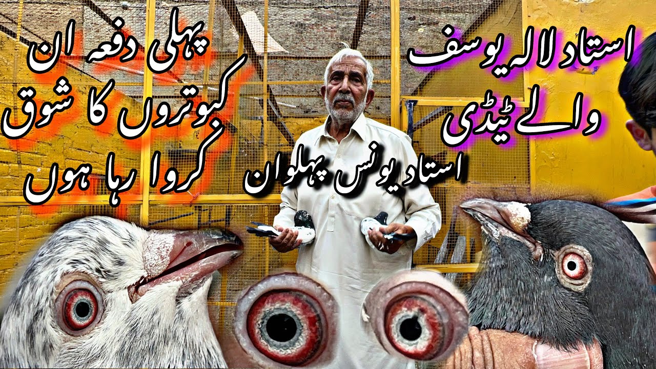 Ustad lala yousaf k bhai k pass Aj nayab kabotaro ka shok kiya 😍