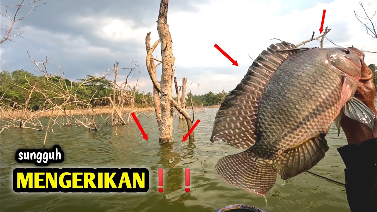 SUNGGUH G!LA❗❗❗ NILA BABON MULAI MENAMPAKAN DIRI || WADUK GONGSENG TERBARU