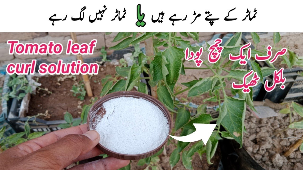 Tomato plant leaf curl solution || Homemade fertilizer for tomato plants.