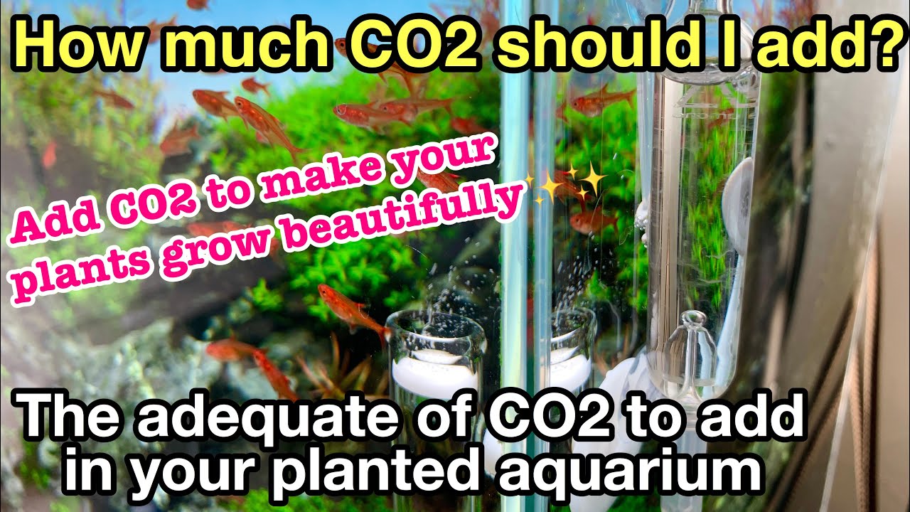 The Adequate Amount Of Co2 To Add In A Planted Aquarium〜The guide of ADA nature aquarium,aquaplants